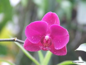 7 Orchids-08-04-2012-10-44-55