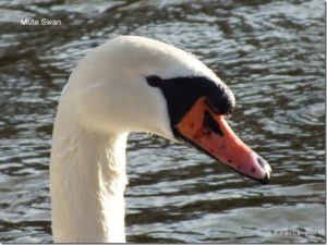 8 Mute-Swan